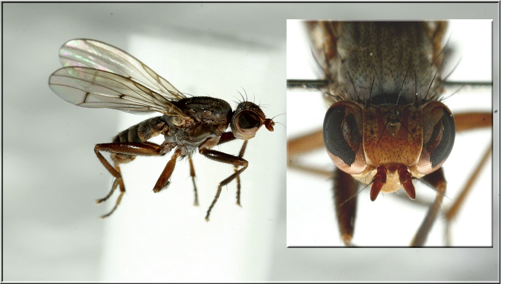 Pherbellia griseola (Pherbellia griseola)