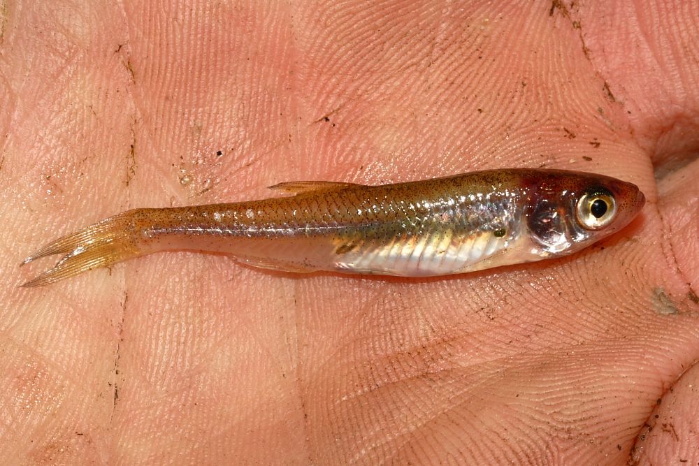 Regnløje (Leucaspius delineatus)