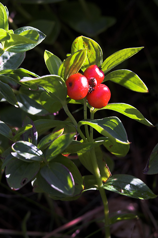 Hønsebær (Cornus suecica)