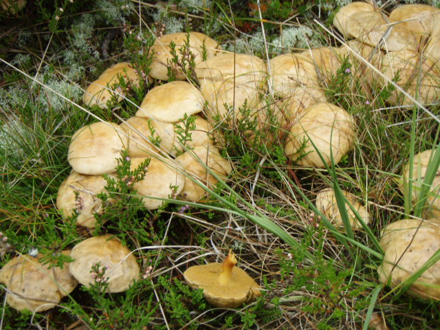 Grovporet Slimrørhat (Suillus bovinus)