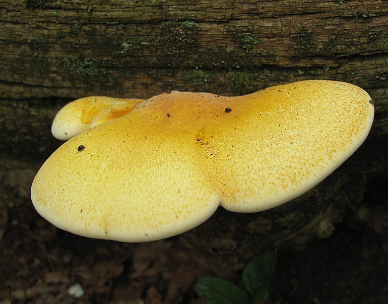 Egetunge (Buglossoporus quercinus)