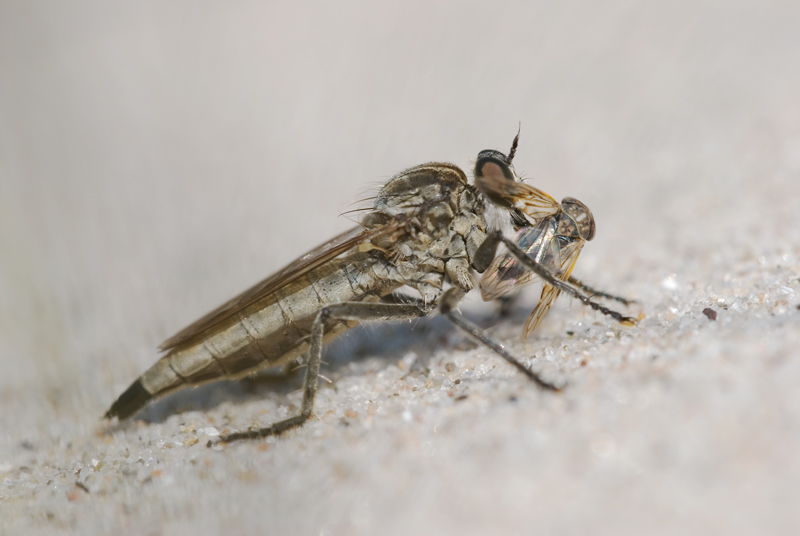 Almindelig Sandrovflue (Philonicus albiceps)