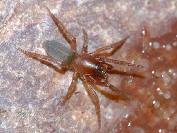 Haplodrassus minor (Haplodrassus minor)