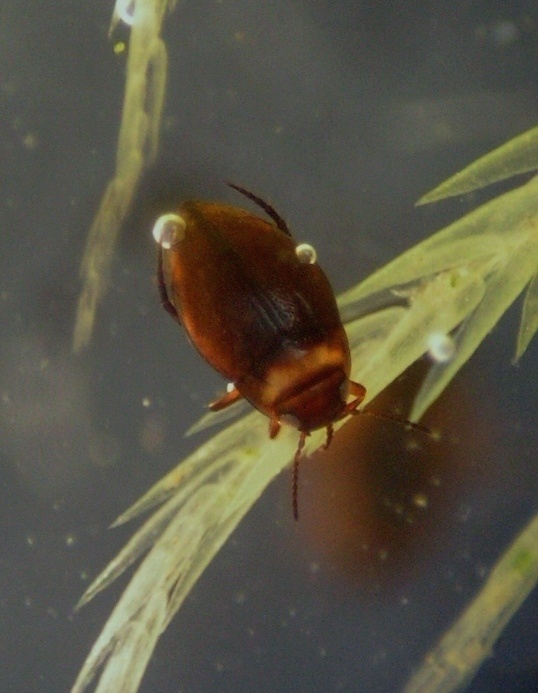 Bidessus grossepunctatus (Bidessus grossepunctatus)