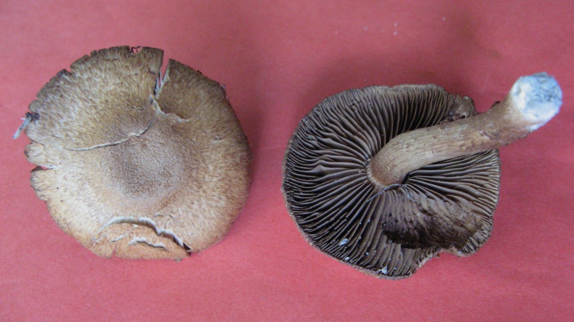 Topskællet Trævlhat (Inocybe squamata)