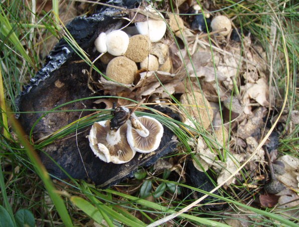 Brunpudret Snyltehat (Asterophora lycoperdoides)