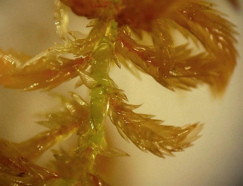 Tætbladet Tørvemos (Sphagnum balticum)