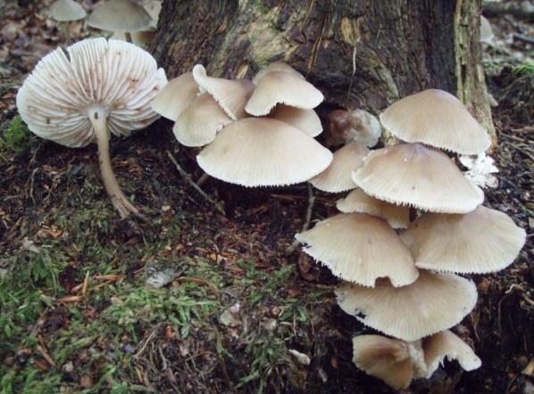 Brunplettet Huesvamp (Mycena zephirus)