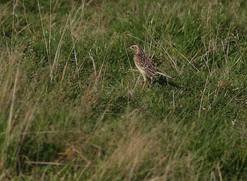 Storpiber (Anthus richardi)