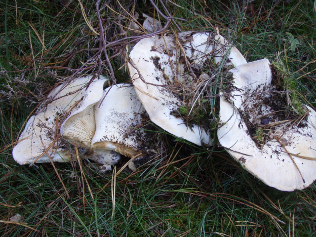 Tragt-Skørhat (Russula delica)