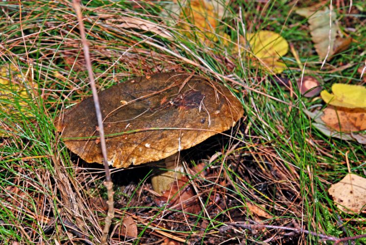 Broget Slimrørhat (Suillus variegatus)