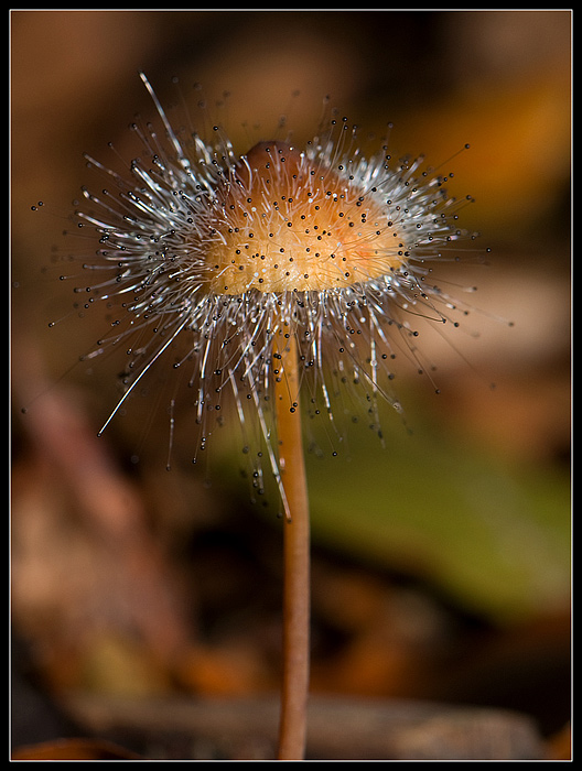 Huesvamp sp. (Mycena sp.)