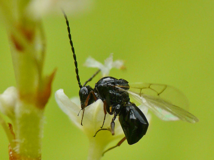 Figitidae indet. (Figitidae indet.)