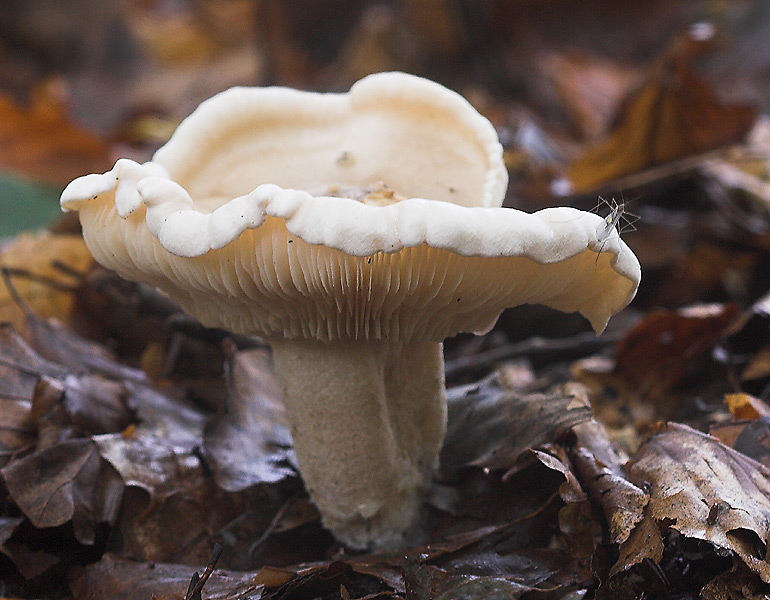 Spiselig Sneglehat (Hygrophorus penarius)