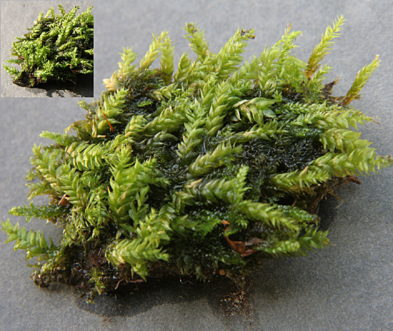 Lund-Tæppemos (Plagiothecium nemorale)