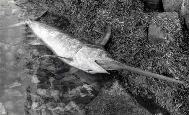 Sværdfisk (Xiphias gladius)