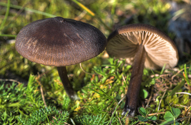 Gråbrun Rødblad (Entoloma juncinum)