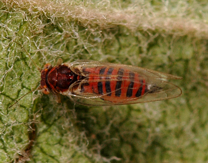 Æblebladloppe (Cacopsylla mali)