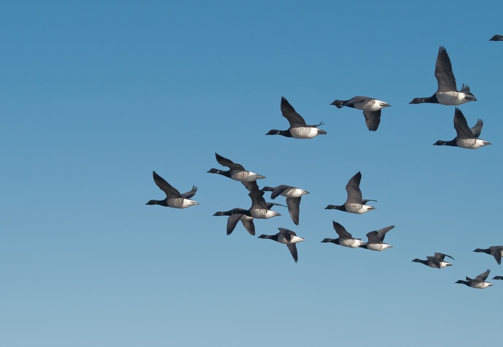 Svaner G s Og nder Anatidae Artsliste Med Billeder Naturbasen