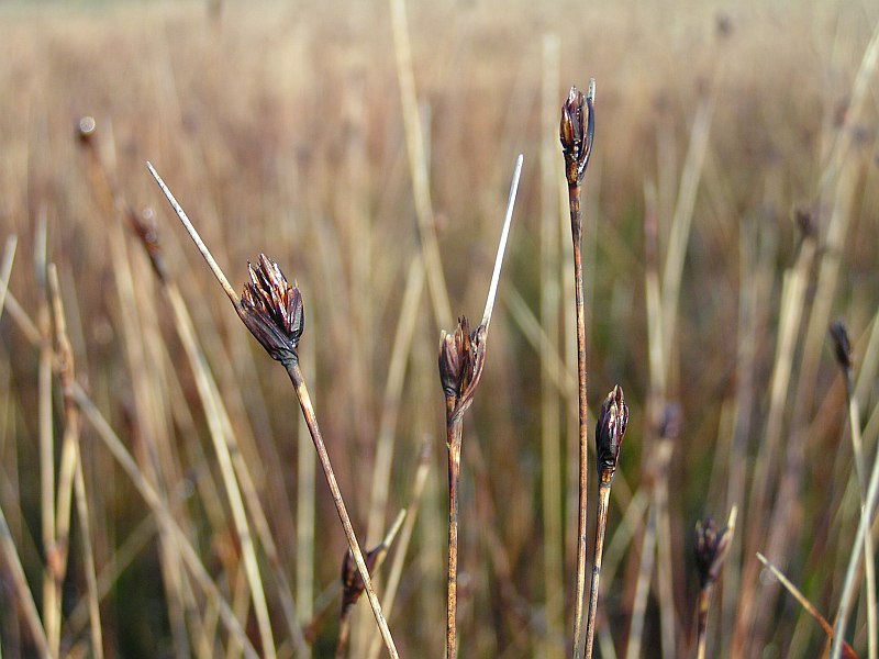 Sort Skæne (Schoenus nigricans)
