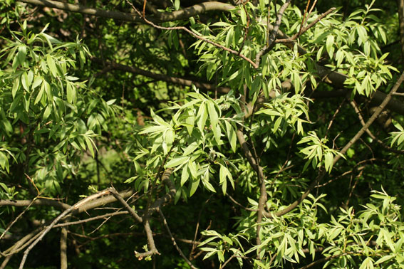 Hvid-Pil (Salix alba)