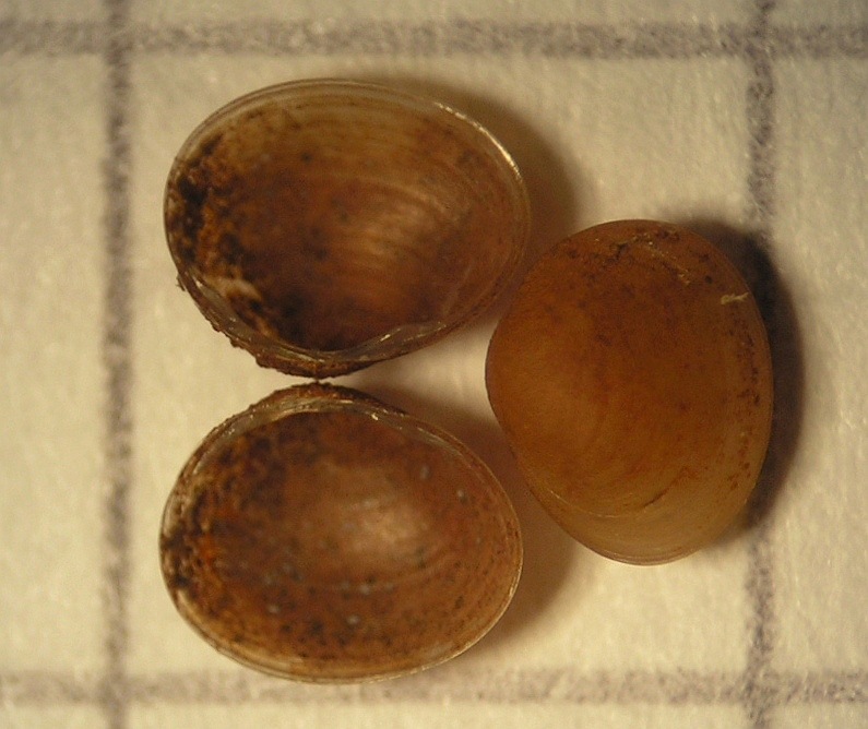 Pisidium personatum (Pisidium personatum)