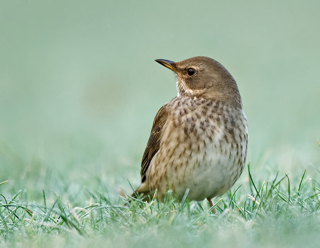Sortstrubet Drossel (Turdus atrogularis)