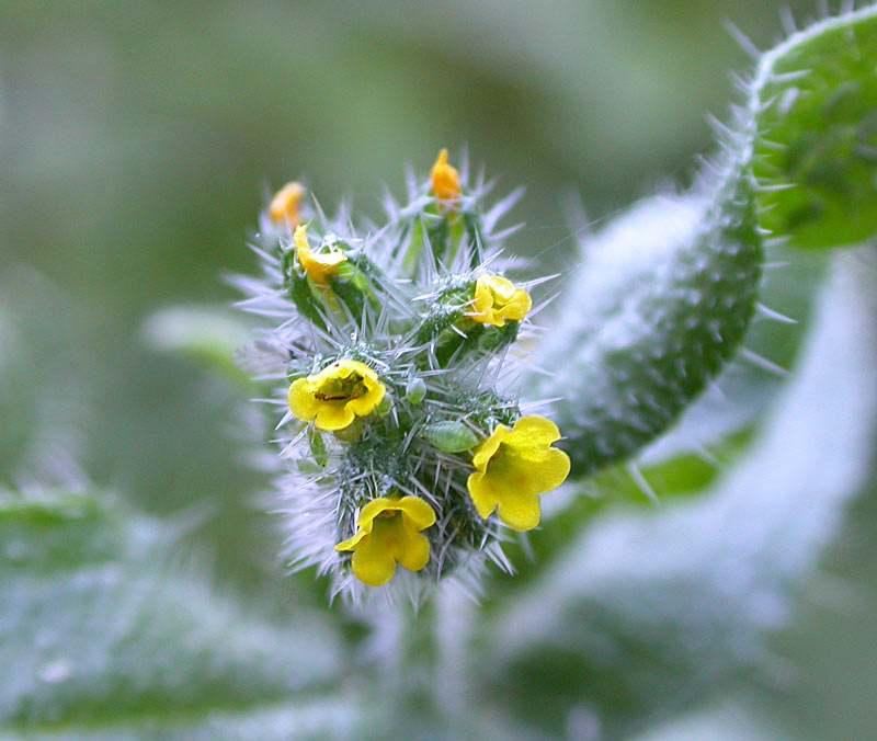 Småblomstret Gulurt (Amsinckia micrantha)