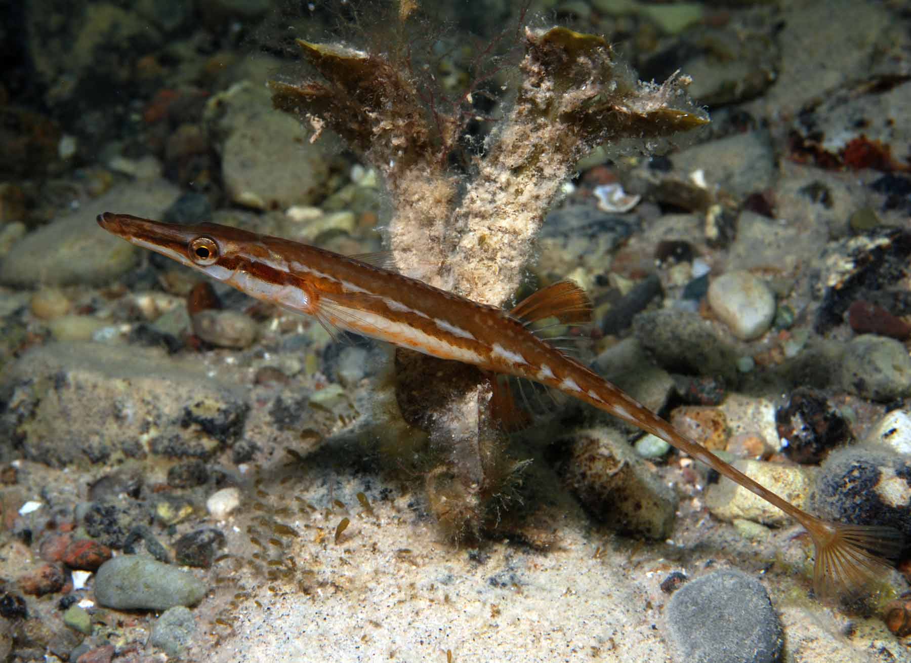 Tangsnarre (Spinachia spinachia)