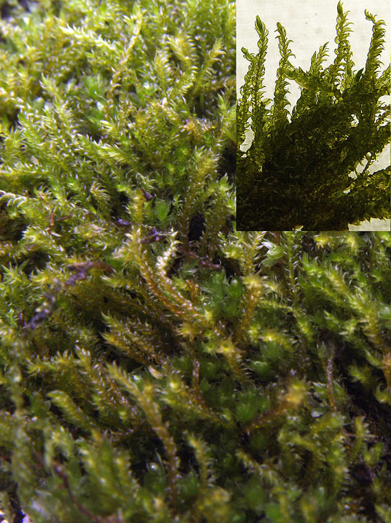 Krum Møllemos (Hygrohypnum luridum)