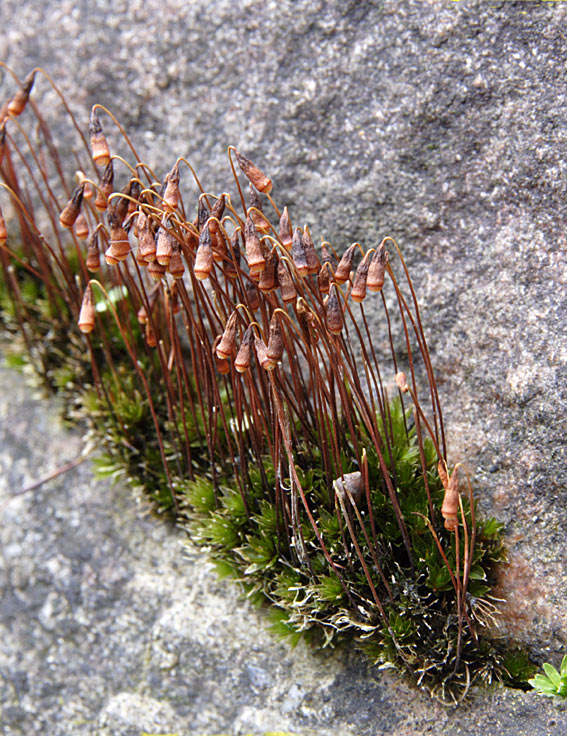 Symmetrisk Bryum (Bryum creberrimum)