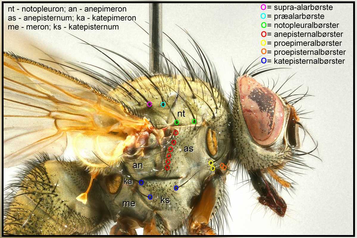 Helina impuncta (Helina impuncta)