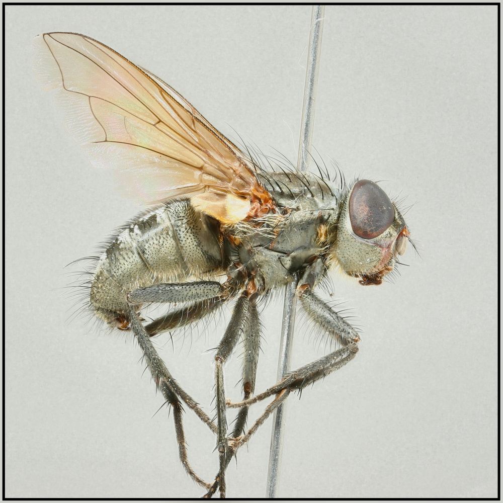 Pollenia hungarica (Pollenia hungarica)