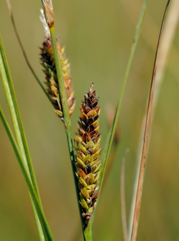 Klit-Star (Carex trinervis)