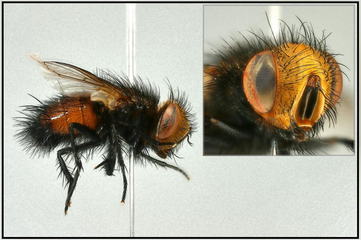 Gonia divisa (Gonia divisa)