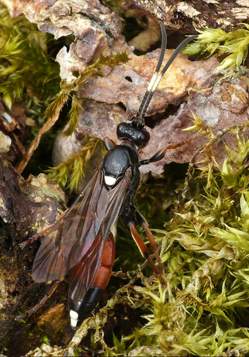 Ichneumon extensorius (Ichneumon extensorius)