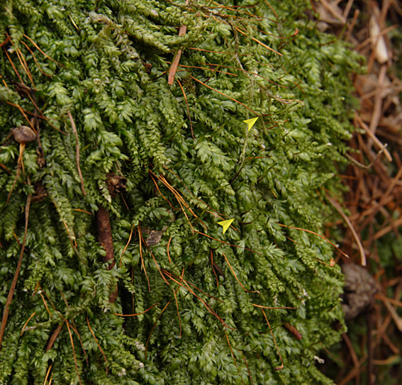 Retkapslet Tæppemos (Plagiothecium laetum)