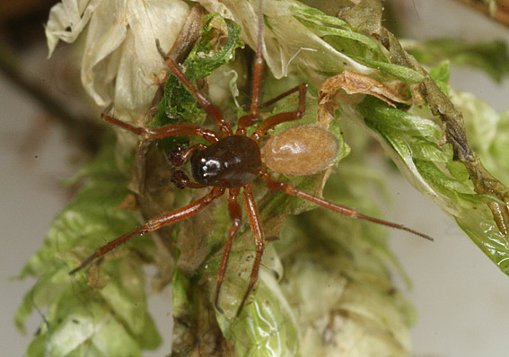 Porrhomma pygmaeum (Porrhomma pygmaeum)