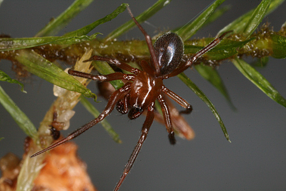 Tallusia experta (Tallusia experta)