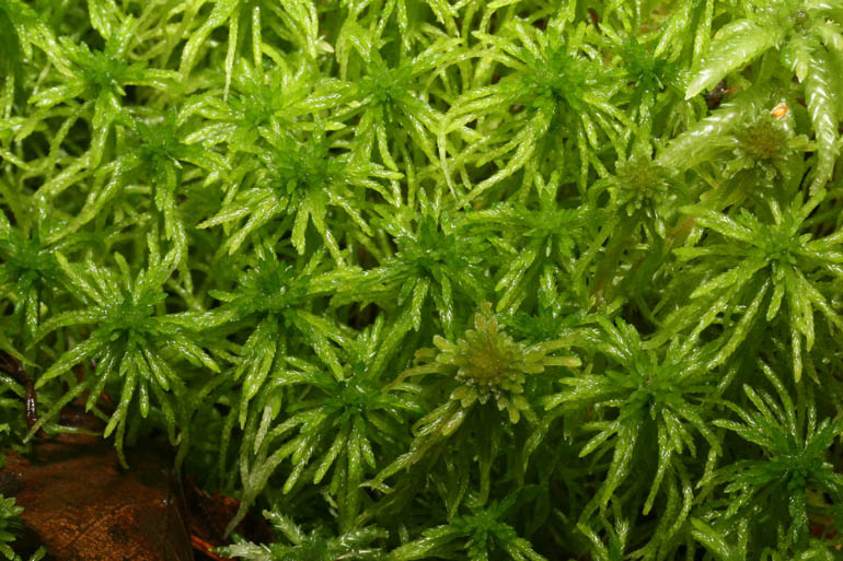 Stiv Tørvemos (Sphagnum girgensohnii)