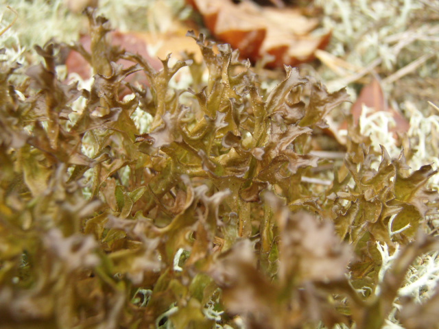 Islandsk Kruslav (Cetraria islandica)