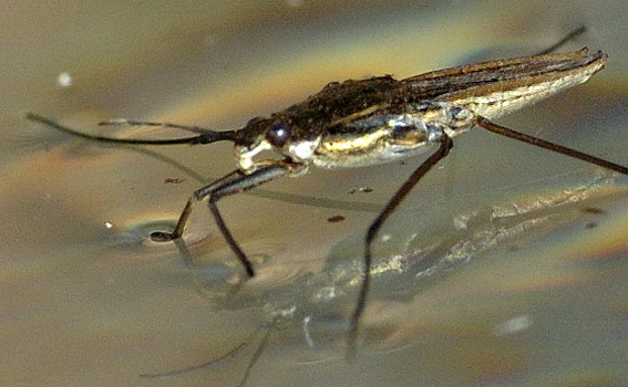 Vorteskøjteløber (Gerris gibbifer)