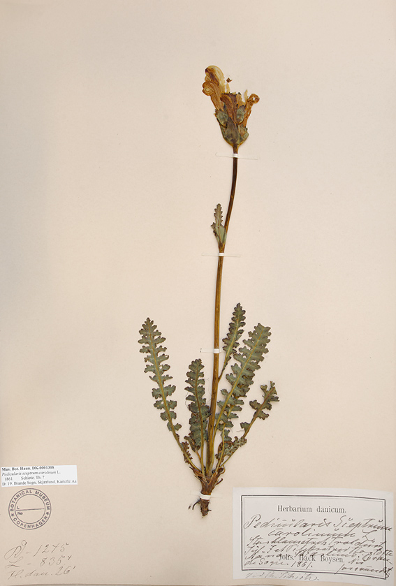 Kongescepter (Pedicularis sceptrum-carolinum)