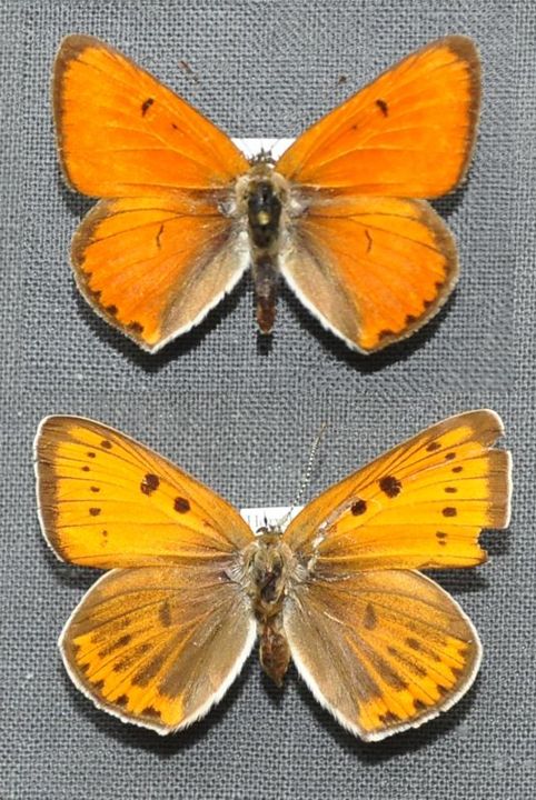 Stor Ildfugl (Lycaena dispar)