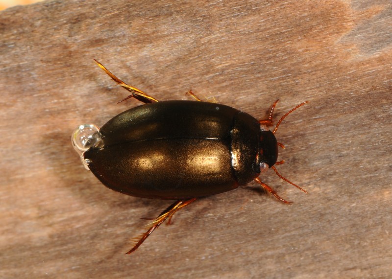 Ilybius neglectus (Ilybius neglectus)