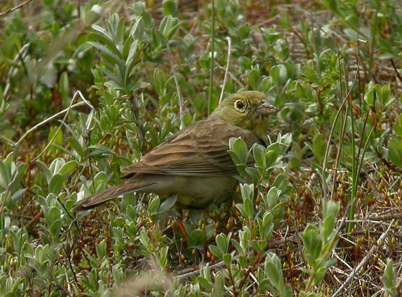 Gulgrå Værling (Emberiza cineracea)