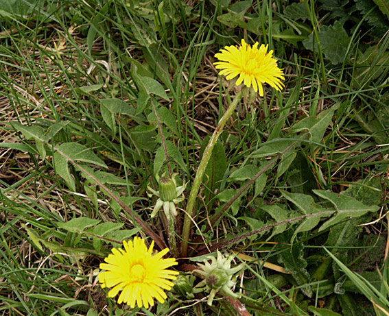 Puolannes Vejmælkebøtte (Taraxacum puolannei)