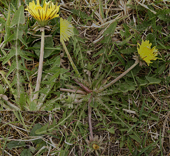 Seværdig Vejmælkebøtte (Taraxacum notabile)