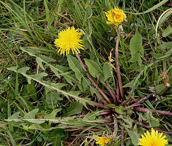 Knækfliget Vejmælkebøtte (Taraxacum subcanescens)