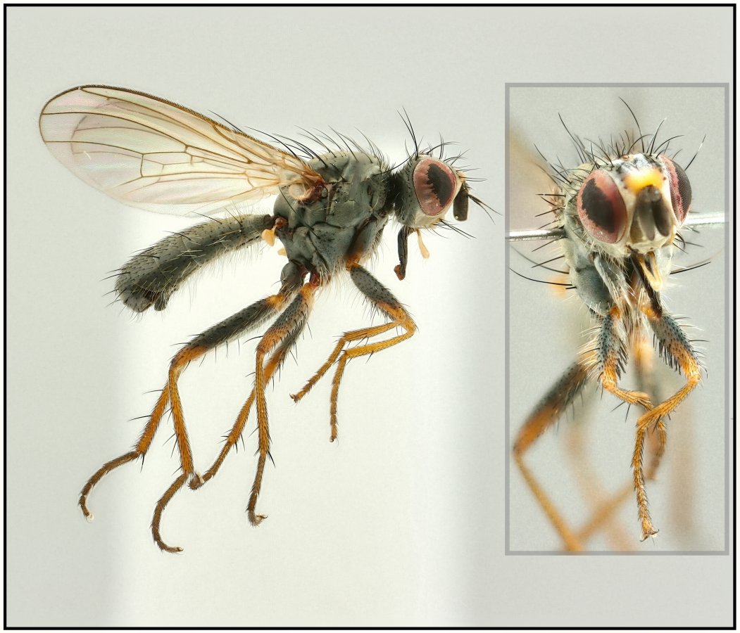 Nanna fasciata (Nanna fasciata)